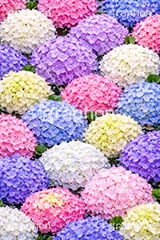 梅雨の花手水,アジサイ,お水舎,手水舎,花手水,梅雨,紫陽花,つゆ,あじさい,ホンアジサイ,季語,6月,寺,お寺,寺院,神社,参拝,お参り,手洗い場,手洗い,おみずや,手水,フォトジェニック,花,お花,フラワー,ちょうずや,ちょうずしゃ,てみずや,てみずしゃ,作法,スポット,japan,flower,june,AI生成素材