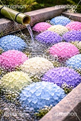 梅雨の花手水,お水舎,お参り,手水舎,花手水,梅雨,紫陽花,つゆ,あじさい,アジサイ,ホンアジサイ,季語,6月,寺,お寺,寺院,神社,参拝,手洗い場,手洗い,おみずや,手水,フォトジェニック,花,お花,フラワー,ちょうずや,ちょうずしゃ,てみずや,てみずしゃ,作法,スポット,japan,flower,june,AI生成素材