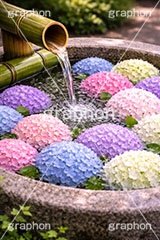 梅雨の花手水,お水舎,お参り,手水舎,花手水,梅雨,紫陽花,つゆ,あじさい,アジサイ,ホンアジサイ,季語,6月,寺,お寺,寺院,神社,参拝,手洗い場,手洗い,おみずや,手水,フォトジェニック,花,お花,フラワー,ちょうずや,ちょうずしゃ,てみずや,てみずしゃ,作法,スポット,japan,flower,june,AI生成素材