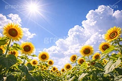 真夏のひまわり畑,日差し,向日葵と青空,夏,ひまわり畑,青空,夏空,逆光,入道雲,ヒマワリ畑,ひまわり,ヒマワリ,向日葵,花,お花,フラワー,はな,花畑,キレイ,きれい,綺麗,満開,咲,咲いた,さいた,黄色,日回り,ニチリンソウ,日輪草,ヒグルマ,日車,ヒュウガアオイ,夏の季語,季語,サマー,summer,sunflower,flower,フルサイズ撮影