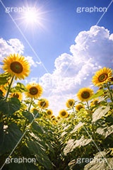 真夏のひまわり畑,日差し,向日葵と青空,夏,ひまわり畑,青空,夏空,逆光,入道雲,ヒマワリ畑,ひまわり,ヒマワリ,向日葵,花,お花,フラワー,はな,花畑,キレイ,きれい,綺麗,満開,咲,咲いた,さいた,黄色,日回り,ニチリンソウ,日輪草,ヒグルマ,日車,ヒュウガアオイ,夏の季語,季語,サマー,summer,sunflower,flower,フルサイズ撮影