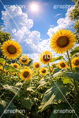 真夏のひまわり畑,日差し,向日葵と青空,夏,ひまわり畑,青空,夏空,逆光,入道雲,ヒマワリ畑,ひまわり,ヒマワリ,向日葵,花,お花,フラワー,はな,花畑,キレイ,きれい,綺麗,満開,咲,咲いた,さいた,黄色,日回り,ニチリンソウ,日輪草,ヒグルマ,日車,ヒュウガアオイ,夏の季語,季語,サマー,summer,sunflower,flower,フルサイズ撮影