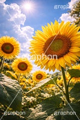 真夏のひまわり畑,逆光,向日葵,向日葵と青空,夏,ひまわり畑,青空,夏空,日差し,入道雲,ヒマワリ畑,ひまわり,ヒマワリ,花,お花,フラワー,はな,花畑,キレイ,きれい,綺麗,満開,咲,咲いた,さいた,黄色,日回り,ニチリンソウ,日輪草,ヒグルマ,日車,ヒュウガアオイ,夏の季語,季語,サマー,summer,sunflower,flower,フルサイズ撮影