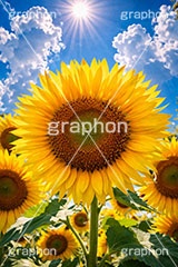 真夏のひまわり畑,逆光,向日葵,向日葵と青空,夏,ひまわり畑,青空,夏空,日差し,入道雲,ヒマワリ畑,ひまわり,ヒマワリ,花,お花,フラワー,はな,花畑,キレイ,きれい,綺麗,満開,咲,咲いた,さいた,黄色,日回り,ニチリンソウ,日輪草,ヒグルマ,日車,ヒュウガアオイ,夏の季語,季語,サマー,summer,sunflower,flower,フルサイズ撮影