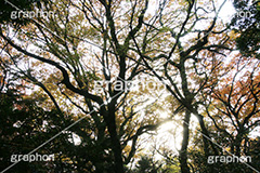 逆光紅葉,逆光,紅葉,自然,植物,木々,草木,森林,秋,japan,autumn