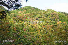 紅葉する山,紅葉,山,やま,自然,空,景色,山頂,雲,地形,木々,草木,絶景,眺め,標高,japan,autumn