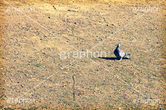 公園に鳩,トイカメラ撮影,トイカメラ,ヴィンテージ,ビンテージ,レトロ,お洒落,おしゃれ,オシャレ,味わい,トンネル効果