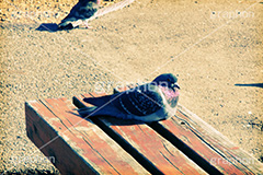 公園に鳩,トイカメラ撮影,トイカメラ,ヴィンテージ,ビンテージ,レトロ,お洒落,おしゃれ,オシャレ,味わい,トンネル効果