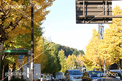 原宿駅前イチョウ並木,イチョウ,いちょう,イチョウ並木,原宿駅前,駅前,原宿,はらじゅく,渋谷区,交差点,並木,並木通り,秋