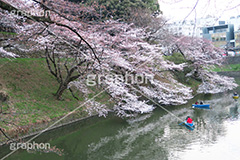 武道館の桜,武道館,九段下,牛ヶ淵,桜,ソメイヨシノ,オオシマザクラ,さくら,サクラ,桜まつり,花見,お花見,花,お花,フラワー,はな,綺麗,きれい,キレイ,満開,咲,春,千代田区,blossom,japan,flower