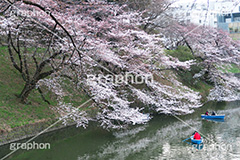 武道館の桜,武道館,九段下,牛ヶ淵,桜,ソメイヨシノ,オオシマザクラ,さくら,サクラ,桜まつり,花見,お花見,花,お花,フラワー,はな,綺麗,きれい,キレイ,満開,咲,春,千代田区,blossom,japan,flower