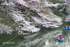 武道館の桜,武道館,九段下,牛ヶ淵,桜,ソメイヨシノ,オオシマザクラ,さくら,サクラ,桜まつり,花見,お花見,花,お花,フラワー,はな,綺麗,きれい,キレイ,満開,咲,春,千代田区,blossom,japan,flower