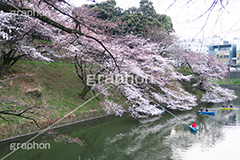 武道館の桜,武道館,九段下,牛ヶ淵,桜,ソメイヨシノ,オオシマザクラ,さくら,サクラ,桜まつり,花見,お花見,花,お花,フラワー,はな,綺麗,きれい,キレイ,満開,咲,春,千代田区,blossom,japan,flower