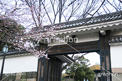 武道館の桜,武道館,九段下,牛ヶ淵,桜,ソメイヨシノ,オオシマザクラ,さくら,サクラ,桜まつり,花見,お花見,花,お花,フラワー,はな,綺麗,きれい,キレイ,満開,咲,春,千代田区,blossom,japan,flower