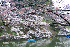 武道館の桜,武道館,九段下,牛ヶ淵,桜,ソメイヨシノ,オオシマザクラ,さくら,サクラ,桜まつり,花見,お花見,花,お花,フラワー,はな,綺麗,きれい,キレイ,満開,咲,春,千代田区,blossom,japan,flower