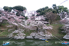 武道館の桜,武道館,九段下,牛ヶ淵,桜,ソメイヨシノ,オオシマザクラ,さくら,サクラ,桜まつり,花見,お花見,花,お花,フラワー,はな,綺麗,きれい,キレイ,満開,咲,春,千代田区,blossom,japan,flower