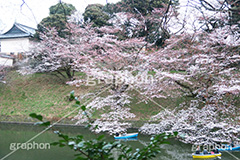 武道館の桜,武道館,九段下,牛ヶ淵,桜,ソメイヨシノ,オオシマザクラ,さくら,サクラ,桜まつり,花見,お花見,花,お花,フラワー,はな,綺麗,きれい,キレイ,満開,咲,春,千代田区,blossom,japan,flower