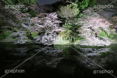 武道館の桜,武道館,九段下,牛ヶ淵,桜,ソメイヨシノ,オオシマザクラ,さくら,サクラ,桜まつり,花見,お花見,夜桜,花,お花,フラワー,はな,綺麗,きれい,キレイ,満開,咲,春,千代田区,blossom,japan,flower