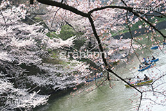 武道館の桜,武道館,九段下,牛ヶ淵,桜,ソメイヨシノ,オオシマザクラ,さくら,サクラ,桜まつり,花見,お花見,花,お花,フラワー,はな,綺麗,きれい,キレイ,満開,咲,春,千代田区,blossom,japan,flower