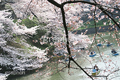 武道館の桜,武道館,九段下,牛ヶ淵,桜,ソメイヨシノ,オオシマザクラ,さくら,サクラ,桜まつり,花見,お花見,花,お花,フラワー,はな,綺麗,きれい,キレイ,満開,咲,春,千代田区,blossom,japan,flower