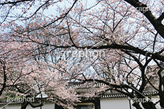 武道館の桜,武道館,九段下,牛ヶ淵,桜,ソメイヨシノ,オオシマザクラ,さくら,サクラ,桜まつり,花見,お花見,花,お花,フラワー,はな,綺麗,きれい,キレイ,満開,咲,春,千代田区,blossom,japan,flower