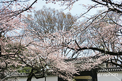 武道館の桜,武道館,九段下,牛ヶ淵,桜,ソメイヨシノ,オオシマザクラ,さくら,サクラ,桜まつり,花見,お花見,花,お花,フラワー,はな,綺麗,きれい,キレイ,満開,咲,春,千代田区,blossom,japan,flower