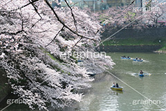 武道館の桜,武道館,九段下,牛ヶ淵,桜,ソメイヨシノ,オオシマザクラ,さくら,サクラ,桜まつり,花見,お花見,花,お花,フラワー,はな,綺麗,きれい,キレイ,満開,咲,春,千代田区,blossom,japan,flower