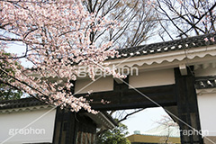 武道館の桜,武道館,九段下,牛ヶ淵,桜,ソメイヨシノ,オオシマザクラ,さくら,サクラ,桜まつり,花見,お花見,花,お花,フラワー,はな,綺麗,きれい,キレイ,満開,咲,春,千代田区,blossom,japan,flower