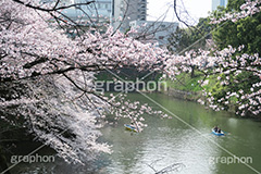 武道館の桜,武道館,九段下,牛ヶ淵,桜,ソメイヨシノ,オオシマザクラ,さくら,サクラ,桜まつり,花見,お花見,花,お花,フラワー,はな,綺麗,きれい,キレイ,満開,咲,春,千代田区,blossom,japan,flower