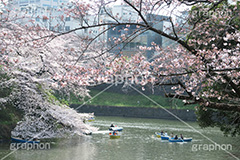 武道館の桜,武道館,九段下,牛ヶ淵,桜,ソメイヨシノ,オオシマザクラ,さくら,サクラ,桜まつり,花見,お花見,花,お花,フラワー,はな,綺麗,きれい,キレイ,満開,咲,春,千代田区,blossom,japan,flower