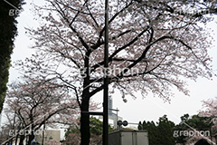 九段下の桜,九段下,桜,ソメイヨシノ,オオシマザクラ,さくら,サクラ,桜まつり,花見,お花見,花,お花,フラワー,はな,flower,花より団子,綺麗,きれい,キレイ,満開,咲,祭り,まつり,春,千代田区,blossom,japan