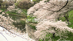 牛ヶ淵の桜,武道館,九段下,牛ヶ淵,桜,ソメイヨシノ,オオシマザクラ,さくら,サクラ,桜まつり,花見,お花見,花,お花,フラワー,はな,flower,花より団子,綺麗,きれい,キレイ,満開,咲,祭り,まつり,春,千代田区,ワイド撮影,blossom,japan