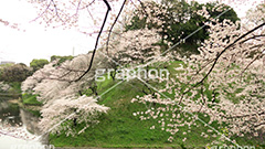 牛ヶ淵の桜,武道館,九段下,牛ヶ淵,桜,ソメイヨシノ,オオシマザクラ,さくら,サクラ,桜まつり,花見,お花見,花,お花,フラワー,はな,flower,花より団子,綺麗,きれい,キレイ,満開,咲,祭り,まつり,春,千代田区,ワイド撮影,blossom,japan