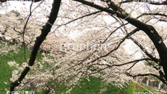 牛ヶ淵の桜,武道館,九段下,牛ヶ淵,桜,ソメイヨシノ,オオシマザクラ,さくら,サクラ,桜まつり,花見,お花見,花,お花,フラワー,はな,flower,花より団子,綺麗,きれい,キレイ,満開,咲,祭り,まつり,春,千代田区,ワイド撮影,blossom,japan