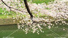 牛ヶ淵の桜,武道館,九段下,牛ヶ淵,桜,ソメイヨシノ,オオシマザクラ,さくら,サクラ,桜まつり,花見,お花見,花,お花,フラワー,はな,flower,花より団子,綺麗,きれい,キレイ,満開,咲,祭り,まつり,春,千代田区,ワイド撮影,blossom,japan