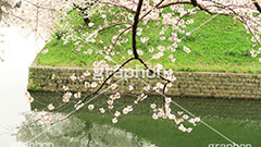 牛ヶ淵の桜,武道館,九段下,牛ヶ淵,桜,ソメイヨシノ,オオシマザクラ,さくら,サクラ,桜まつり,花見,お花見,花,お花,フラワー,はな,flower,花より団子,綺麗,きれい,キレイ,満開,咲,祭り,まつり,春,千代田区,ワイド撮影,blossom,japan