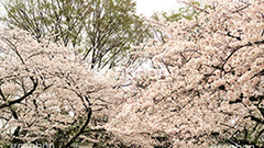 牛ヶ淵の桜,武道館,九段下,牛ヶ淵,桜,ソメイヨシノ,オオシマザクラ,さくら,サクラ,桜まつり,花見,お花見,花,お花,フラワー,はな,flower,花より団子,綺麗,きれい,キレイ,満開,咲,祭り,まつり,春,千代田区,ワイド撮影,blossom,japan