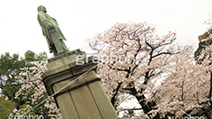 牛ヶ淵の桜,武道館,九段下,牛ヶ淵,桜,ソメイヨシノ,オオシマザクラ,さくら,サクラ,桜まつり,花見,お花見,花,お花,フラワー,はな,flower,花より団子,綺麗,きれい,キレイ,満開,咲,祭り,まつり,春,千代田区,ワイド撮影,blossom,japan