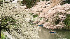 牛ヶ淵の桜,武道館,九段下,牛ヶ淵,桜,ソメイヨシノ,オオシマザクラ,さくら,サクラ,桜まつり,花見,お花見,花,お花,フラワー,はな,flower,花より団子,綺麗,きれい,キレイ,満開,咲,祭り,まつり,春,千代田区,ワイド撮影,blossom,japan