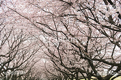 公園さくら,桜,ソメイヨシノ,さくら,サクラ,桜まつり,花見,お花見,花,お花,フラワー,はな,flower,花より団子,綺麗,きれい,キレイ,満開,咲,祭り,まつり,春,公園,blossom,japan