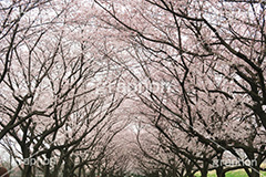 公園さくら,桜,ソメイヨシノ,さくら,サクラ,桜まつり,花見,お花見,花,お花,フラワー,はな,flower,花より団子,綺麗,きれい,キレイ,満開,咲,祭り,まつり,春,公園,blossom,japan