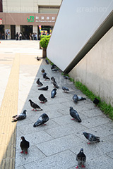 秋葉原-駅前広場,駅前広場,秋葉原,あきば,秋葉,アキバ,akiba,駅前,電気街,秋葉原駅,ゲーム,アニメ,おたく,オタク,鳩,はと,ハト,野鳥,japan,culture,文化,カルチャー