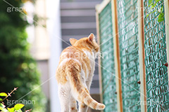 お散歩,野良猫,のら,野良,ねこ,猫,ネコ,cat