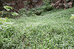 トキワツユクサ,帰化植物,ツユクサ科,多年草,ノハカタカラクサ,日陰,水辺,群落,等々力渓谷,等々力,渓谷,世田谷区,世田谷,自然,涼,マイナスイオン,谷沢川,スポット,さんぽ,散歩