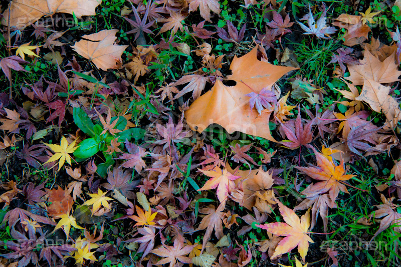 落ち葉,落葉,枯れ葉,枯葉,葉っぱ,葉,はっぱ,枯れる,自然,植物,秋,紅葉,モミジ,もみじ,かえで,楓
