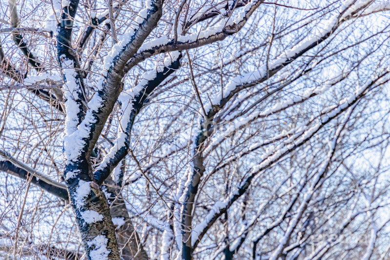 木々に積もる雪,雪,ゆき,積,木々,枯れ木,冬,降る,積雪,snow,winter,フルサイズ撮影