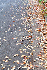 道路の落葉,道路,アスファルト,路肩,落ち葉,落葉,枯れ葉,枯葉,葉っぱ,葉,はっぱ,枯れる,自然,植物,秋