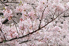 ソメイヨシノ,そめいよしの,さくら,桜,サクラ,桜まつり,花見,お花見,花,お花,フラワー,はな,flower,花より団子,綺麗,きれい,キレイ,満開,咲,春,blossom,japan