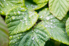 草木に雨粒,雨,あめ,梅雨,つゆ,草,植物,水滴,雨粒,小雨,rain,レイン,雨の日