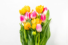 チューリップの花束,チューリップ,ちゅーりっぷ,花束,プレゼント,花,お花,フラワー,はな,花屋,咲,春,tulip,spring,present,flower,生花